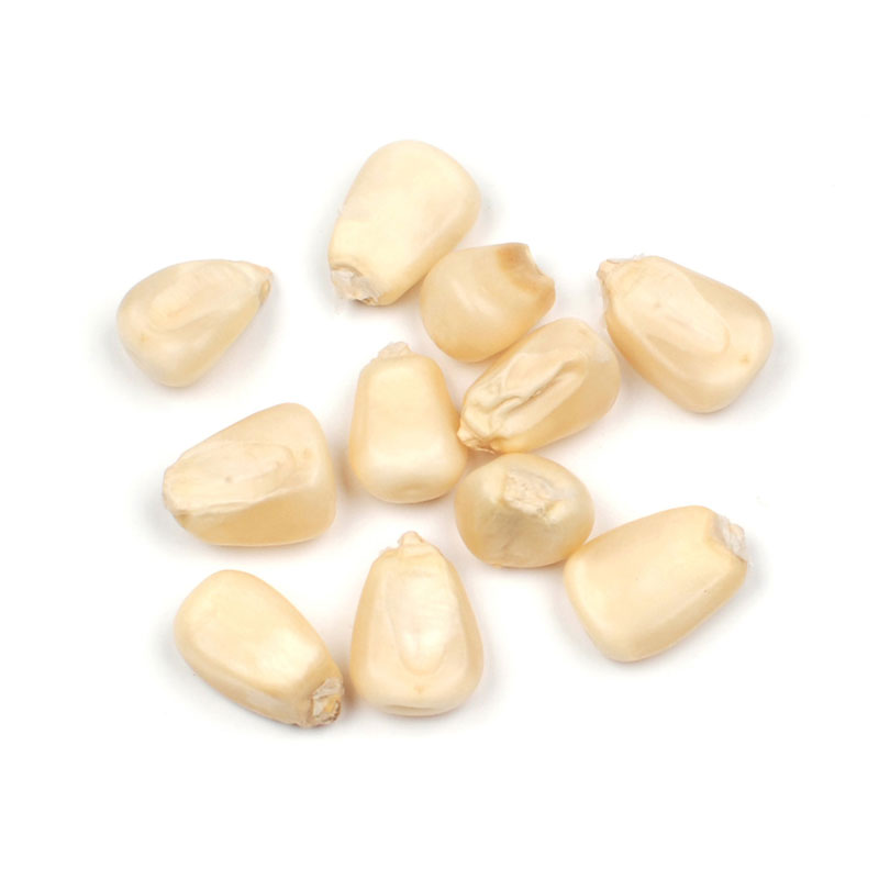 corn white kernel