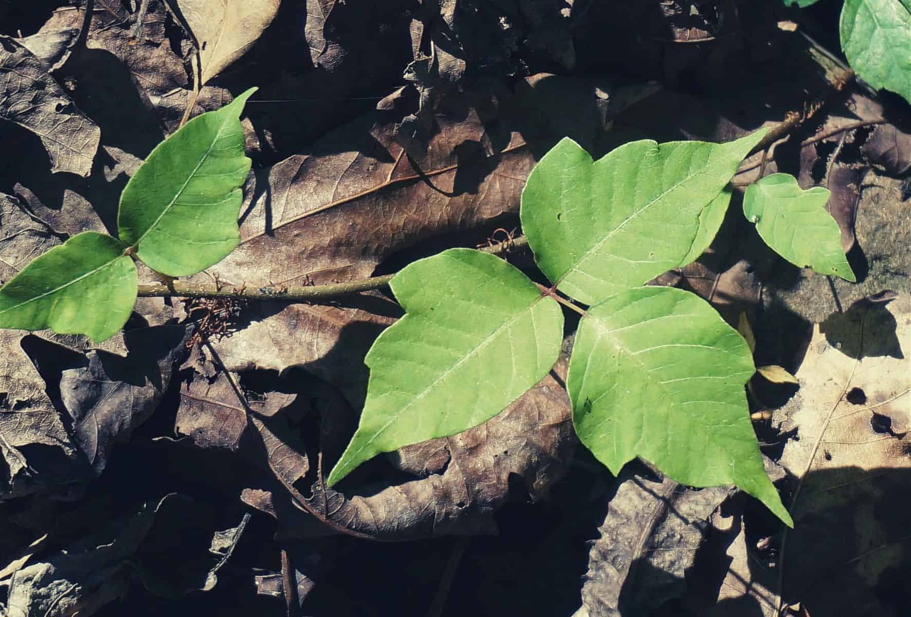 포이젠 아이비 2.3.0 문제 해결