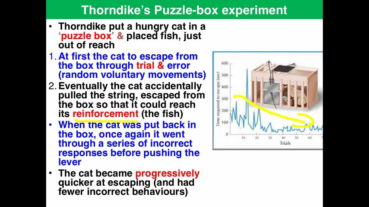 trial-error-theory-of-learning